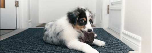 What to do if my dog ate a sock?