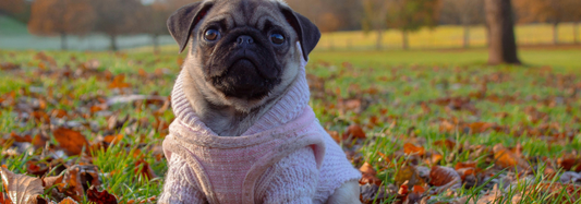 How To Take Care Of My Dog's Coat 2024? | PetUtopia Blog