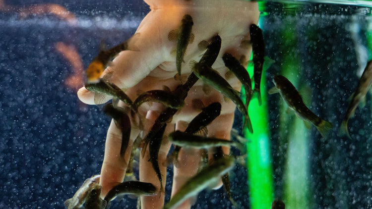 An aquarium with colorful fish swimming around a human hand, showcasing PetUtopia's fish food flakes and vacation stones.