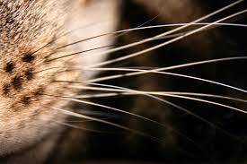 Waarom hebben katten snorharen en wat is snorhaarstress?