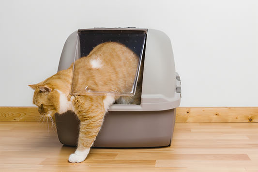 Training your cat to use its litter box