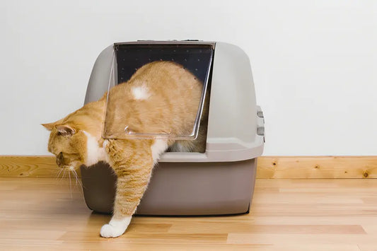 Training your cat to use its litter box PetUtopia