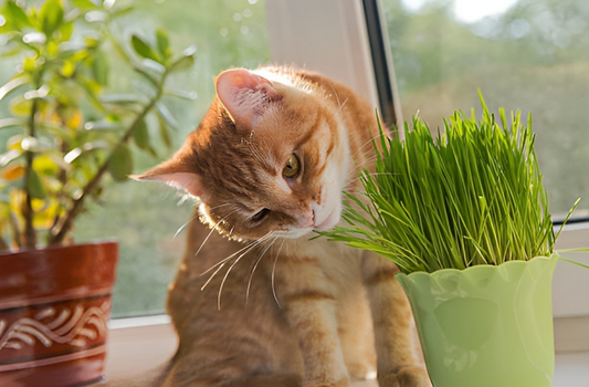 What is catnip?