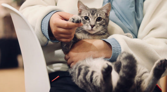 Clipping Your Cat's Nails: a How-to Guide