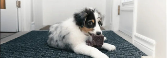 What to do if my dog ate a sock? PetUtopia