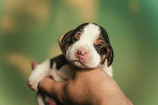 What's the best way to hold my puppy?