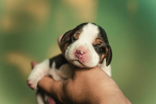 What's the best way to hold my puppy?
