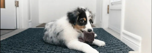 Wat moet ik doen als mijn hond een sok heeft gegeten? PetUtopia