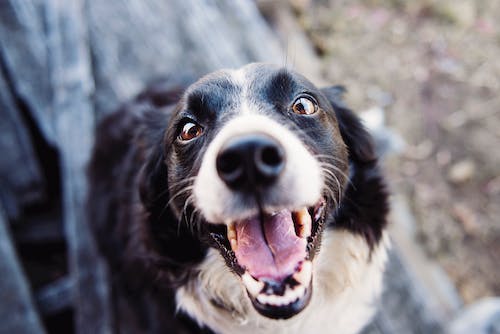 Look out for poisonous food for dogs