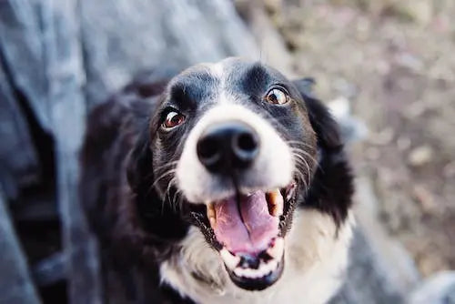 Compleet overzicht van giftig eten voor honden