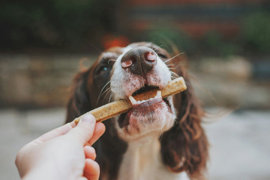 Zijn druiven of rozijnen giftig voor honden