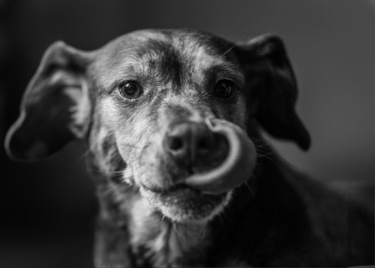 Waarom jouw hond geen gezonde pindakaas mag eten