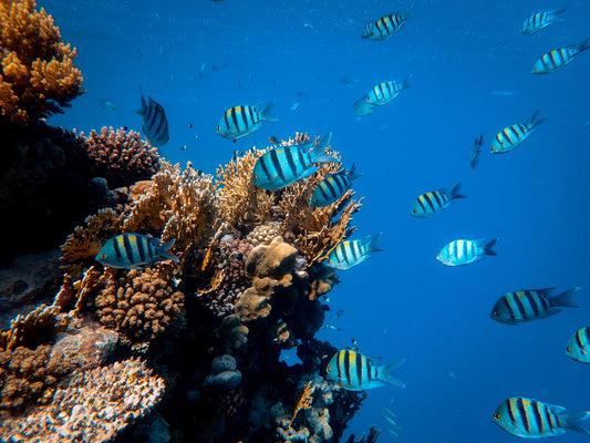 Hoe maak je een prachtig onderwater aquarium landschap