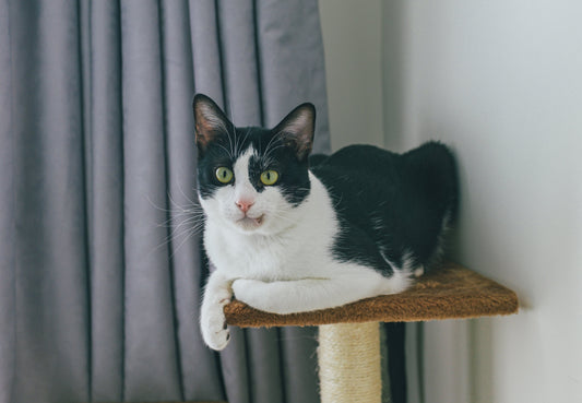 Choosing the best scratching post for your cat