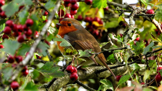 Hoe trek je wilde vogels naar je tuin aan - tips en tricks van experts