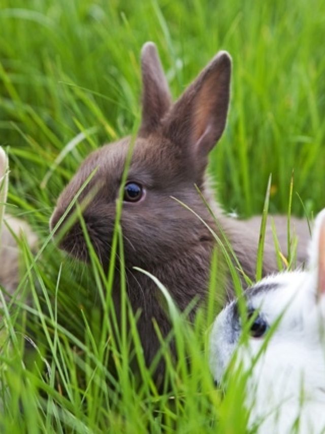 Rabbit sitting happily in the grass, enjoying a sunny day