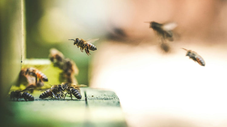 A close-up image of bees resting on a green leaf, highlighting their role in pollination and the importance of insect-friendly habitats