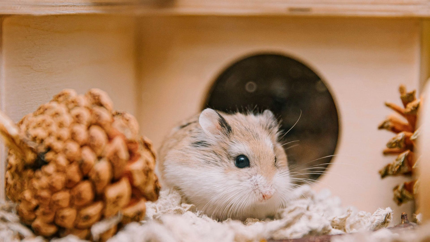 A content hamster nestled inside a cozy hutch with accessories from PetUtopia, showcasing a well-furnished and comfortable living space.