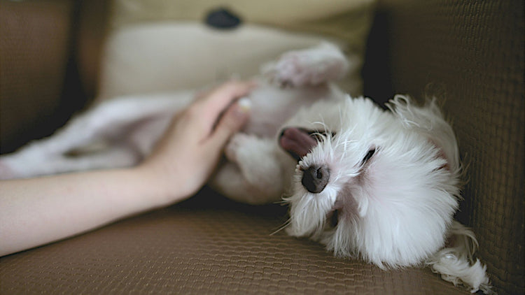 A happy dog without stress