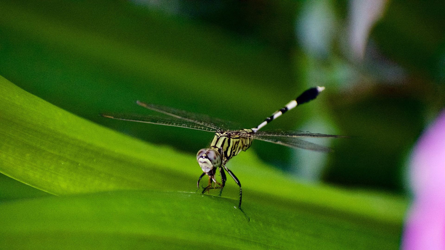 A close-up of a bug on a leaf, highlighting the need for effective insect control products from PetUtopia.