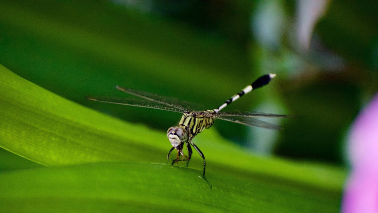 A close-up of a bug on a leaf, highlighting the need for effective insect control products from PetUtopia.