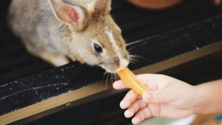 A rabbit happily receiving a carrot stick treat from a hand, showcasing the joy and engagement provided by PetUtopia's snacks and treats.