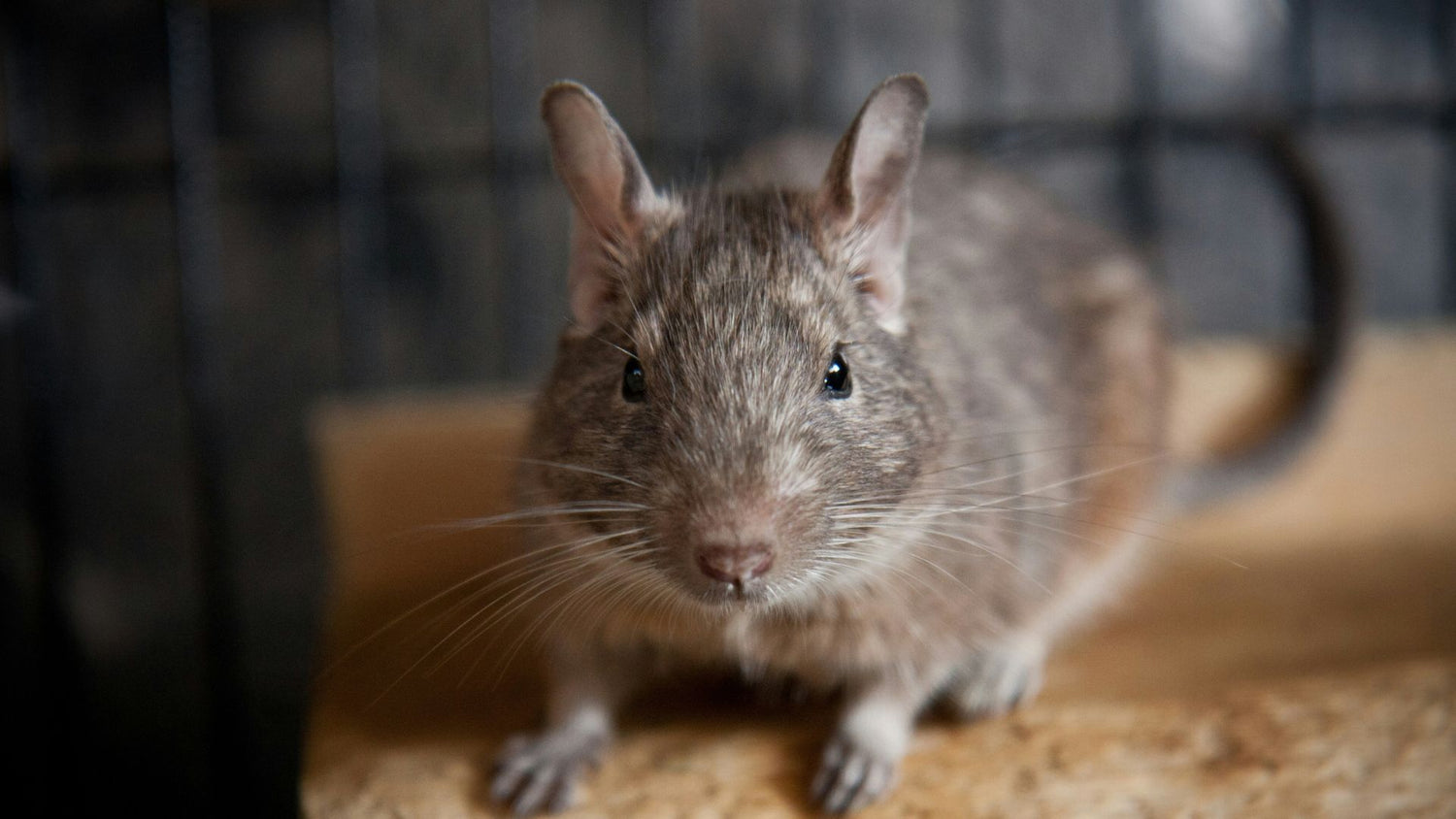 A curious chinchilla sitting on a stick, looking directly at the camera, showcasing its clean and comfortable habitat.