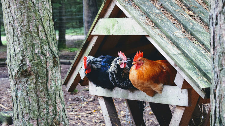 Three chickens comfortably resting in a hutch, showing how well PetUtopia’s coops provide a cozy and secure environment.