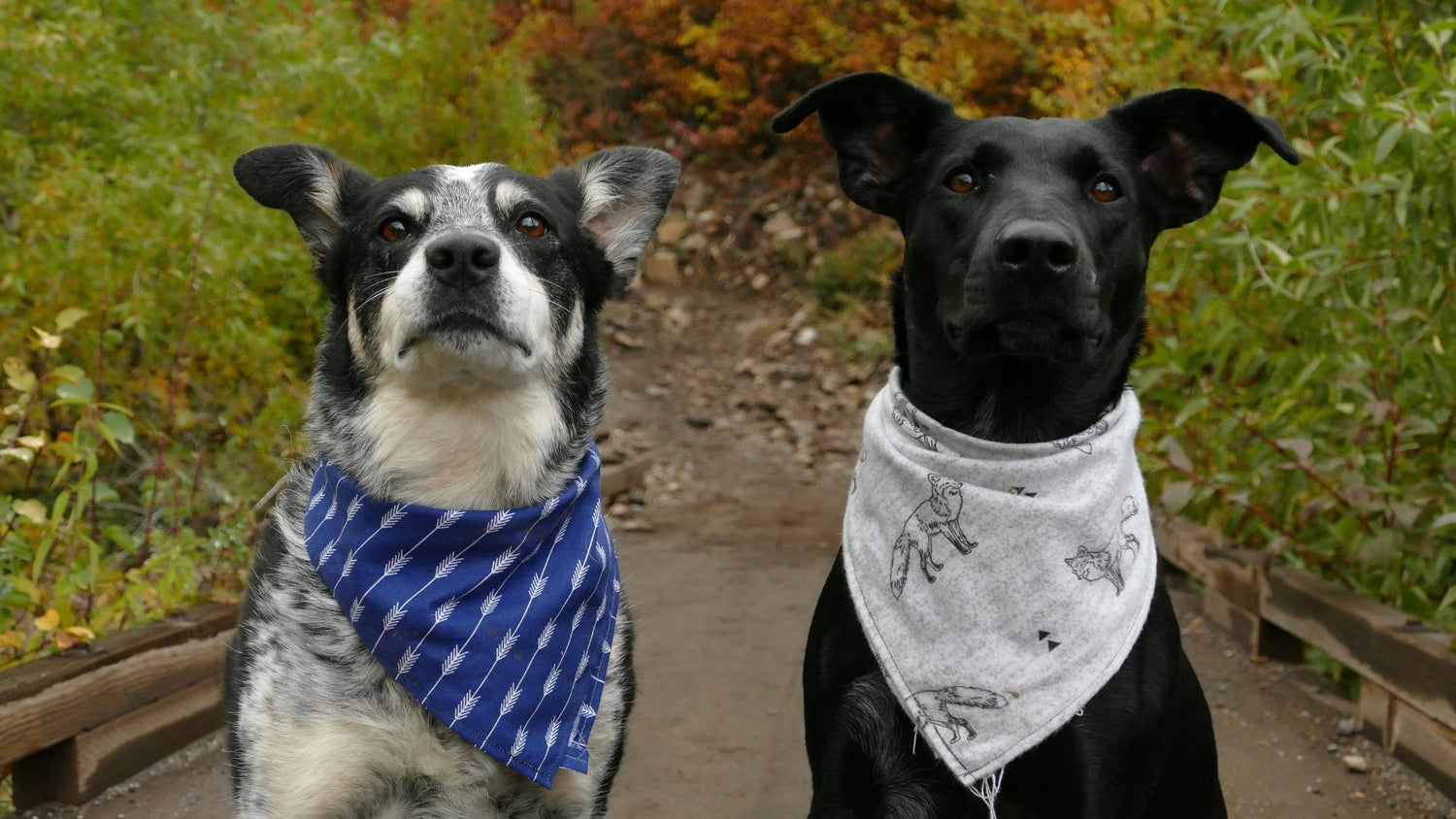 Joyful dogs with ears spread wide, highlighting the importance of eye and ear care for pets.