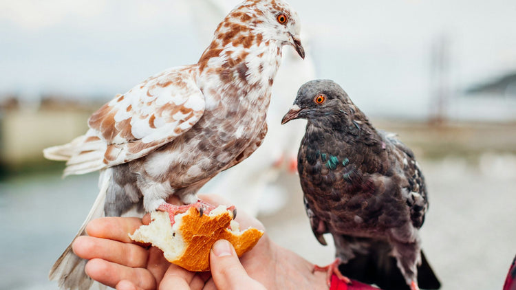 Two pigeons perched on a hand, enjoying bread, representing the quality and care of PetUtopia’s bird and chicken accessories.