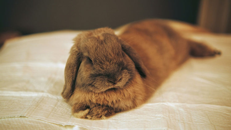 A cute rabbit laying on a bed, looking towards the camera, showcasing its cozy and comfortable environment provided by PetUtopia's nesting materials.