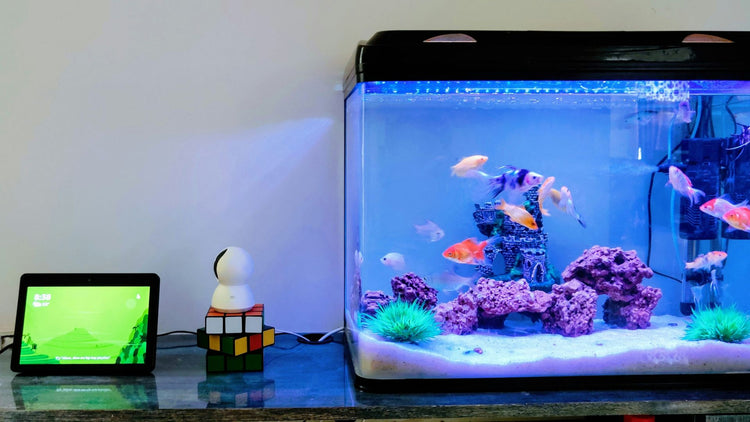 An aquarium with colorful fish next to a Rubik's Cube on a kitchen counter, illustrating the blend of beauty and practicality in PetUtopia's fish tanks.