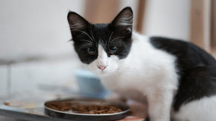 A content cat enjoying its dry kibble from PetUtopia, highlighting the satisfaction and health benefits of our nutritious cat food.