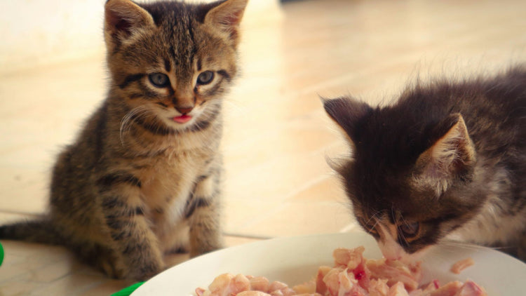 A happy kitten enjoying its meat, highlighting the appeal and quality of PetUtopia's wet food for cats.