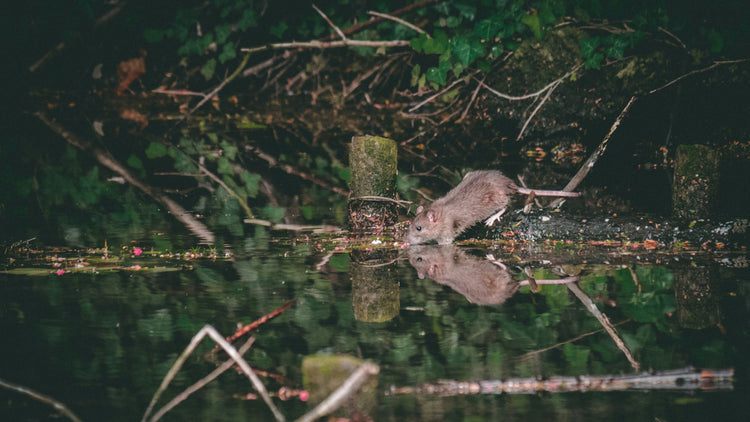 A mouse near water in a park, highlighting the natural and gentle qualities of PetUtopia's rodent shampoos.