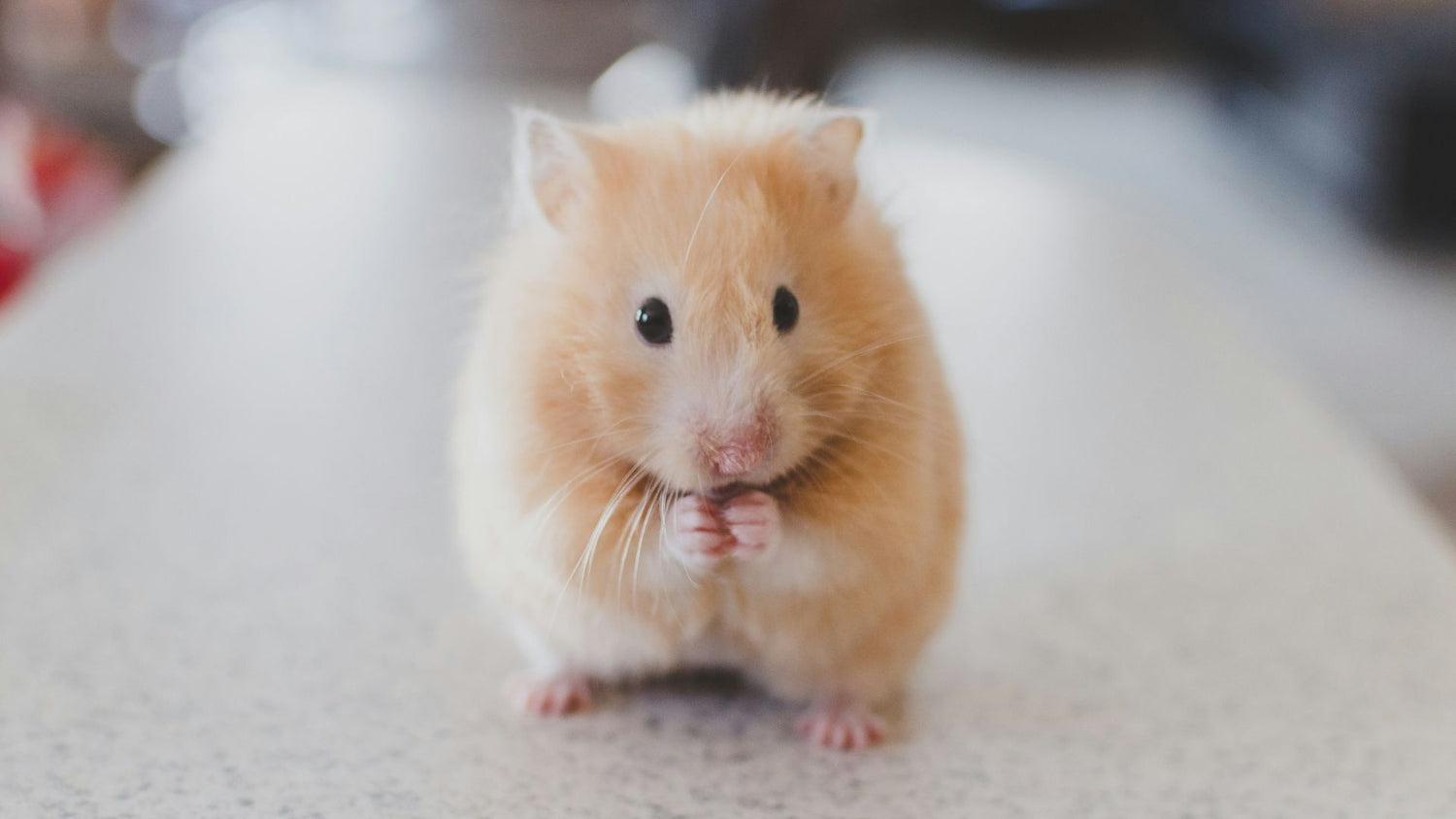 A mouse on a veterinarian table, representing the health and well-being achieved through PetUtopia's caretaking and medicine products.