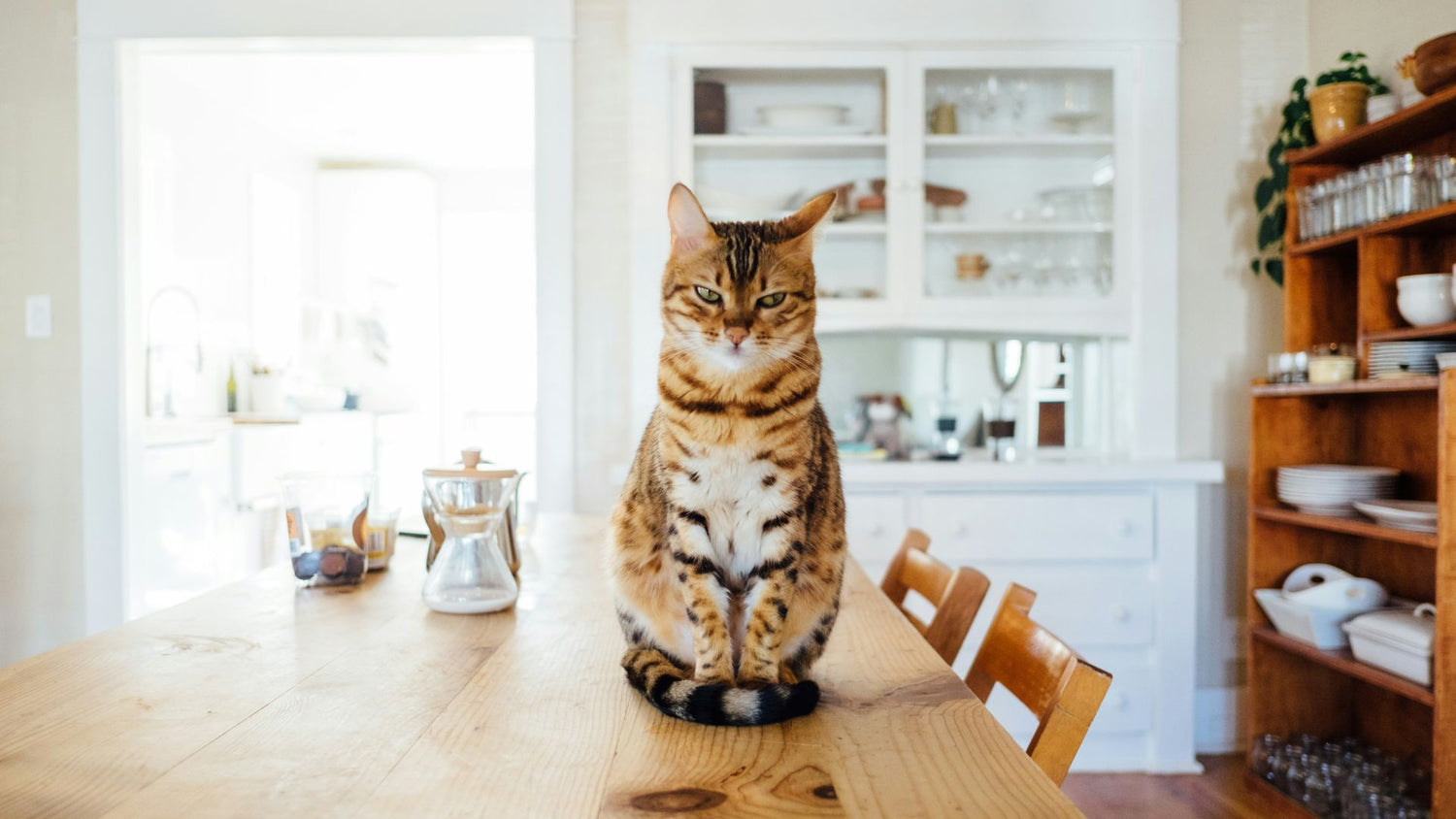 Happy cat sitting on a table