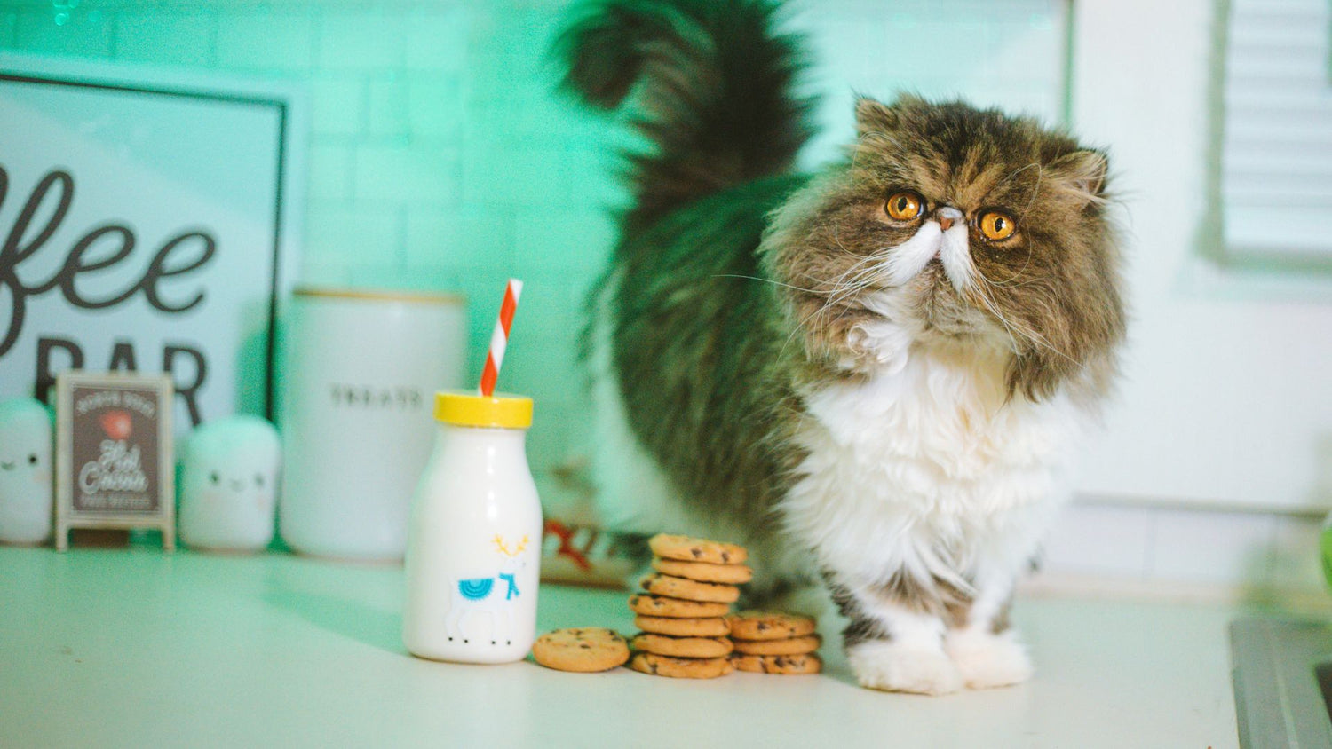 A content cat standing next to snacks, highlighting the happiness that comes with PetUtopia's tasty cat snacks.