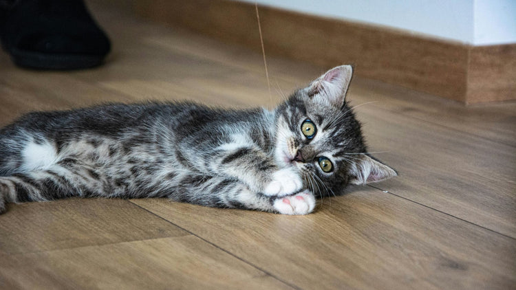 A playful cat batting at a toy, showing the fun and engagement offered by PetUtopia's range of cat toys.