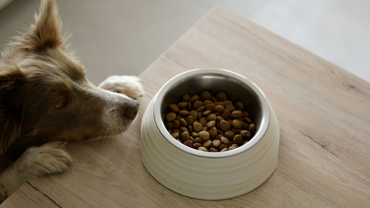 Dog reaching for kibble on a table, showcasing excitement for mealtime