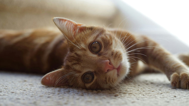 A cat lounging on a comfortable bed, showcasing the cozy and stylish options available at PetUtopia.