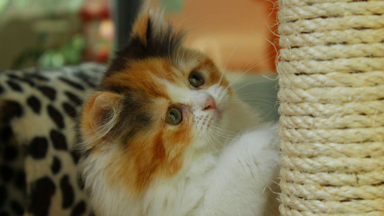 A playful cat using a scratching post, showcasing the variety and fun of PetUtopia's scratching solutions.