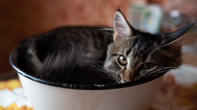 A cat sitting in a PetUtopia food bowl, showcasing the practical and stylish feeding solutions available.