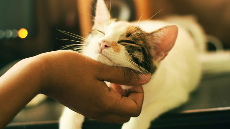 A cat being petted by its owner, showcasing the joy and energy that comes from being flea and tick-free with PetUtopia’s treatments.