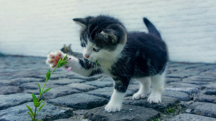 A kitten playing with a flower