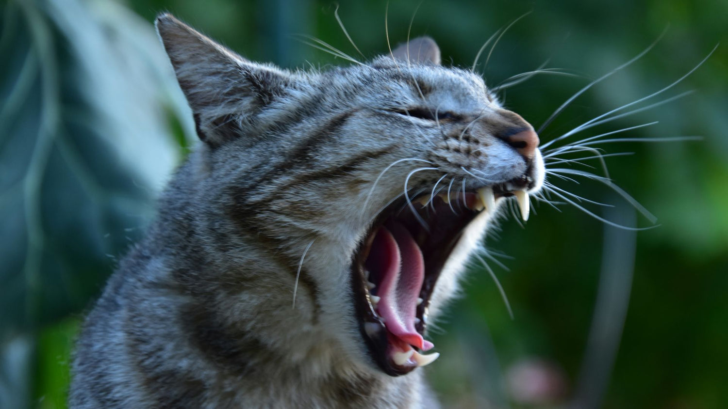 A cat showing it's healthy teeth and gums, highlighting PetUtopia's effective solutions