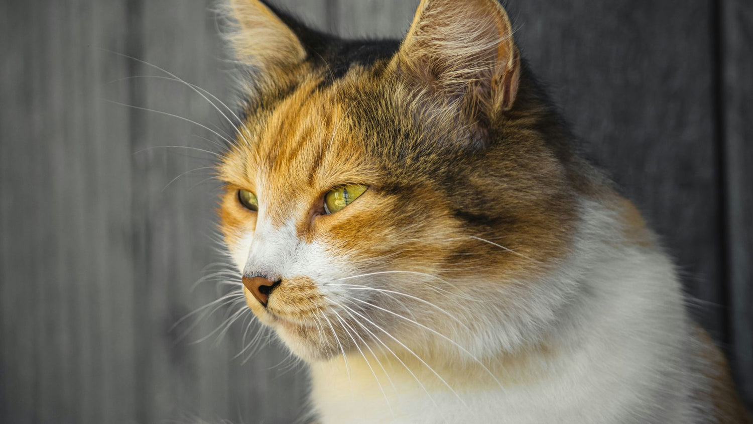 A cat gazing into the distance, reflecting the clarity and health maintained with PetUtopia’s eye and ear care products.