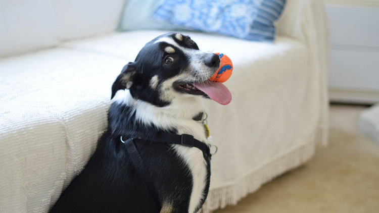 A playful dog enjoying his toy, highlighting the fun and engagement provided by PetUtopia’s selection of dog toys.