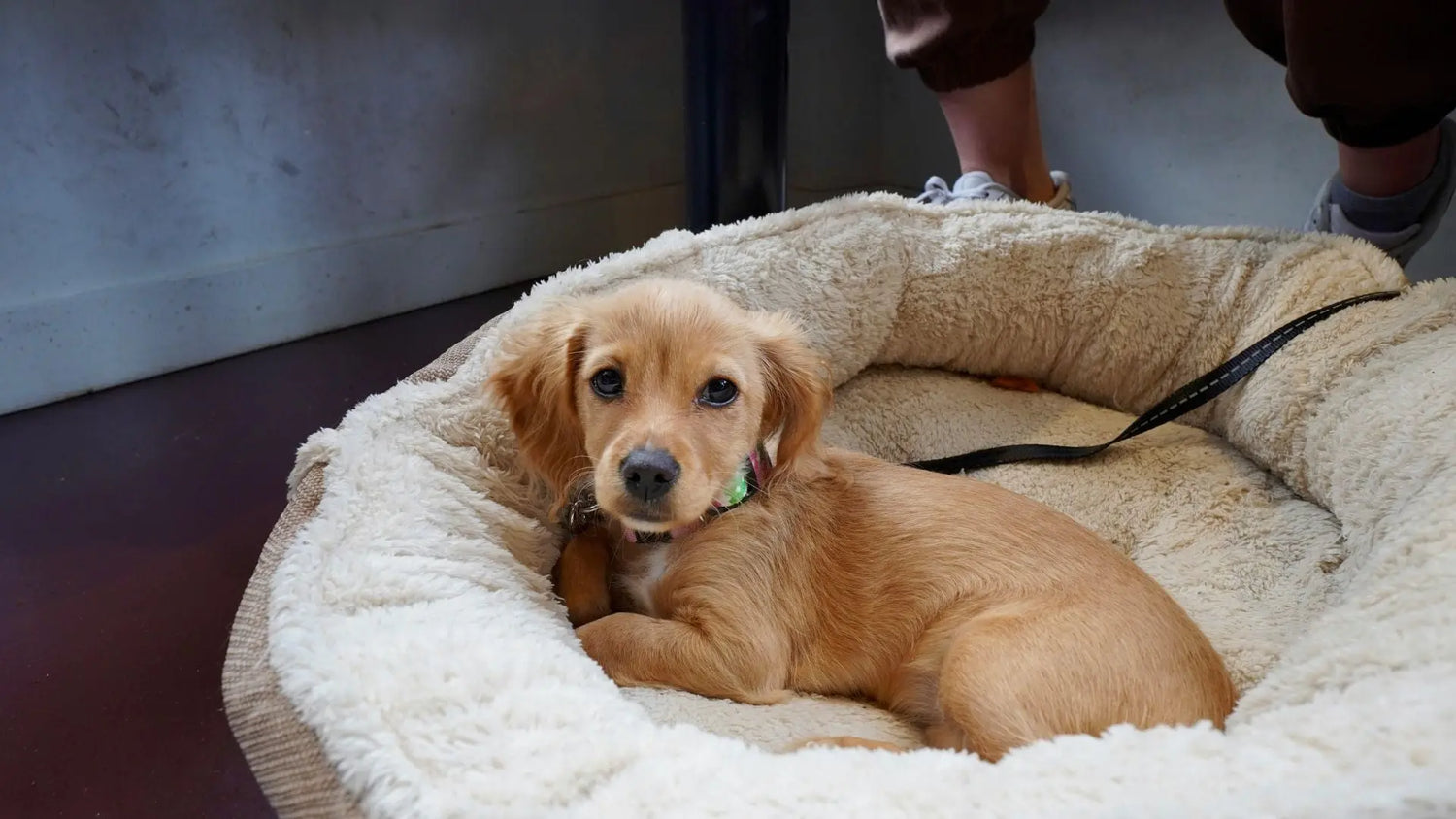 Manden & Kussens voor Honden PetUtopia