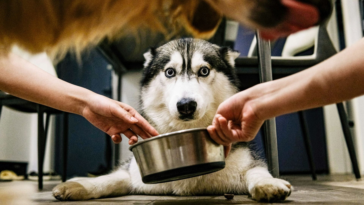 Dog eating food from a bowl with hands holding the bowl